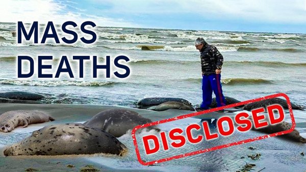 HEARTBREAKING Footage! The Reason for the MYSTERIOUS DEATH of Marine Animals is REVEALED