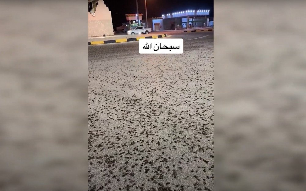 invaze hmyzu, brouci v Saúdské Arábii, hordy brouků v Saúdské Arábii