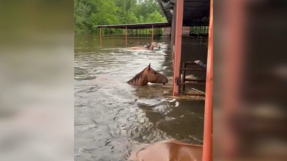животные Техас, наводнение Техас, наводнение США
