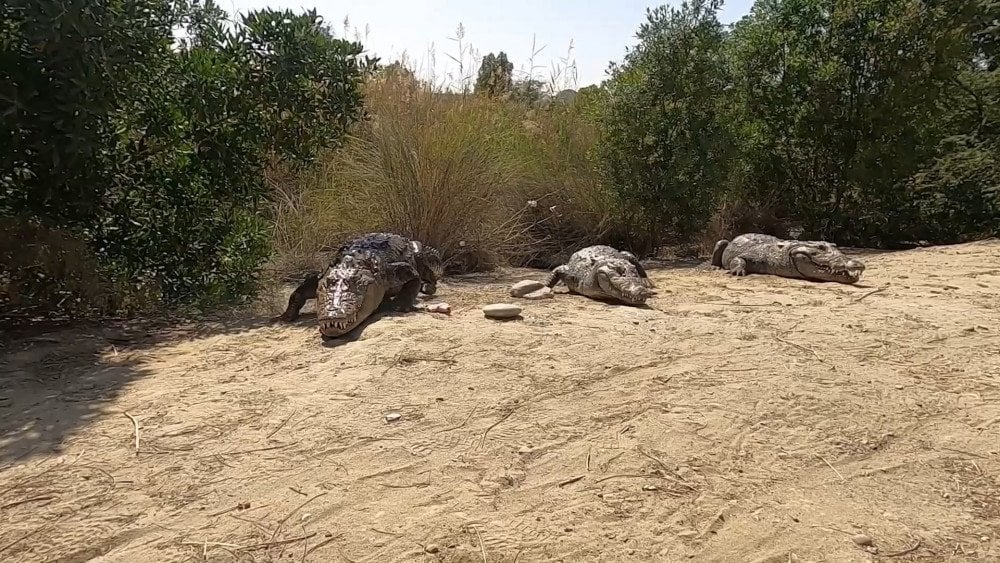 Gando crocodile, crocodile attacked a person, Iranian crocodile