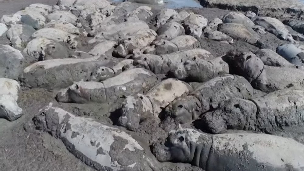 hippos dying from heat, hippos Botswana, animals Africa