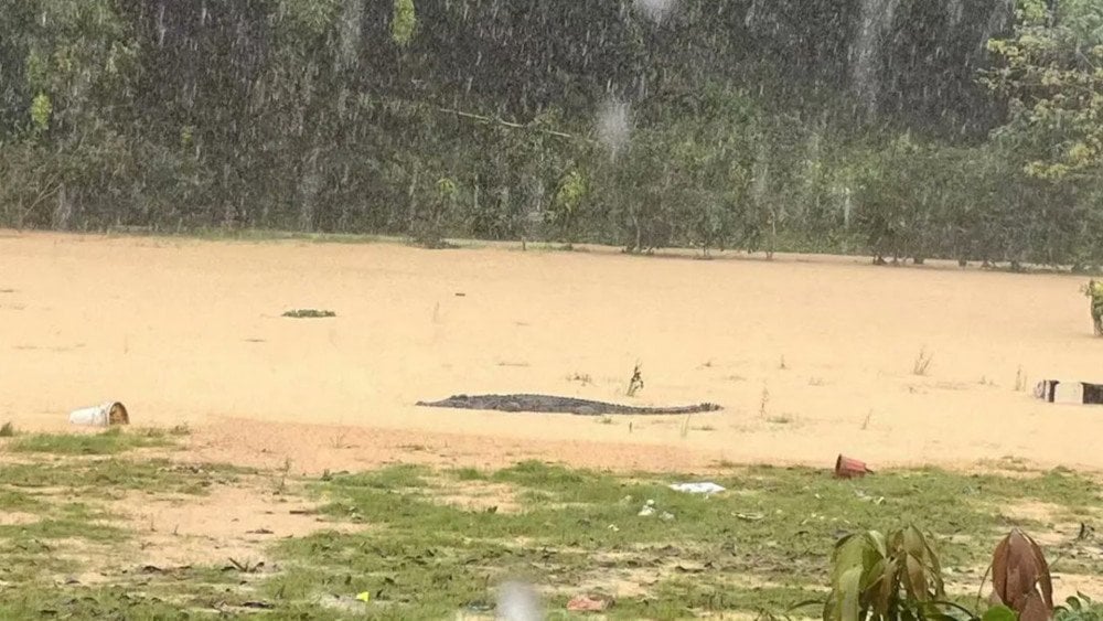 Crocodili în China, crocodili au evadat în China, inundații în Guangdong