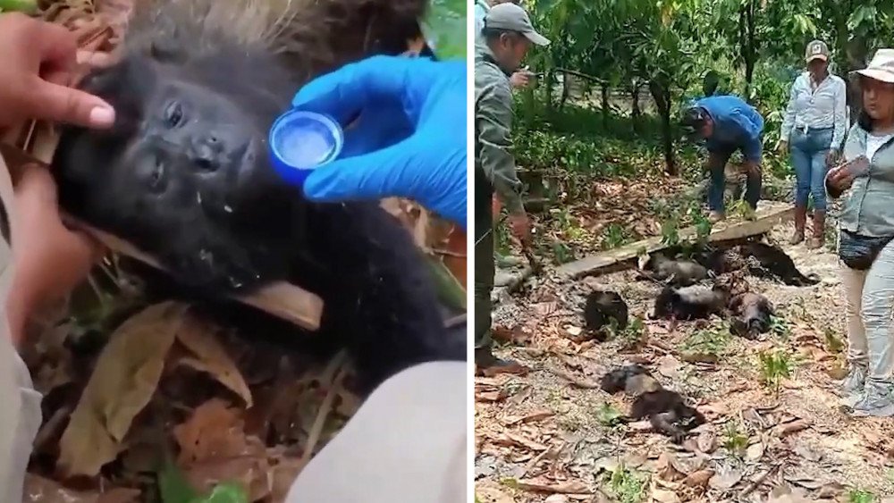 Calor anormal en México, monos muriendo de calor, animales muriendo de calor en México