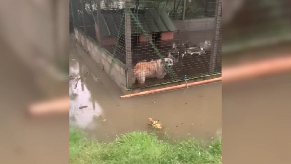 Inundación en Francia, tormenta en Occitania, refugio de animales inundado