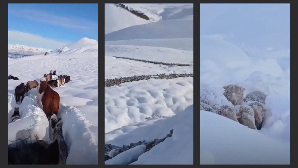 neve na Argentina, animais congelados na Argentina, frio anormal na Argentina, animais morrem de frio na Patagónia