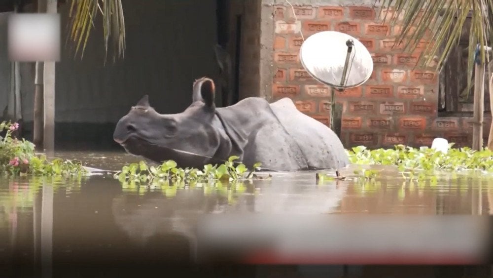 animales muertos por las inundaciones en la India, Parque de Kaziranga, inundaciones en el estado de Assam, animales del Libro Rojo