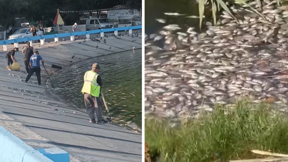 Calor en Rostov del Don, mortandad de peces en Rostov del Don, mortandad de peces en el sur de Rusia, calor anómalo en Rusia, calor en el sur de Rusia, calor en la región de Krasnodar, mortandad de peces en la región de Krasnodar