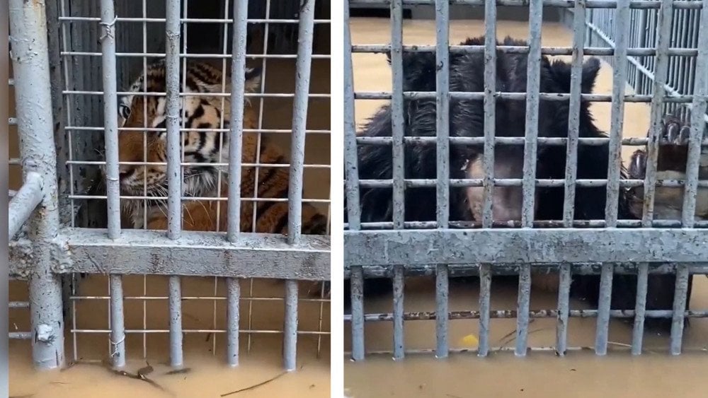 Animales afectados por las inundaciones en China, zoológico sumergido en China, el zoológico de Baoji inundado, fuertes lluvias en China, inundaciones en China