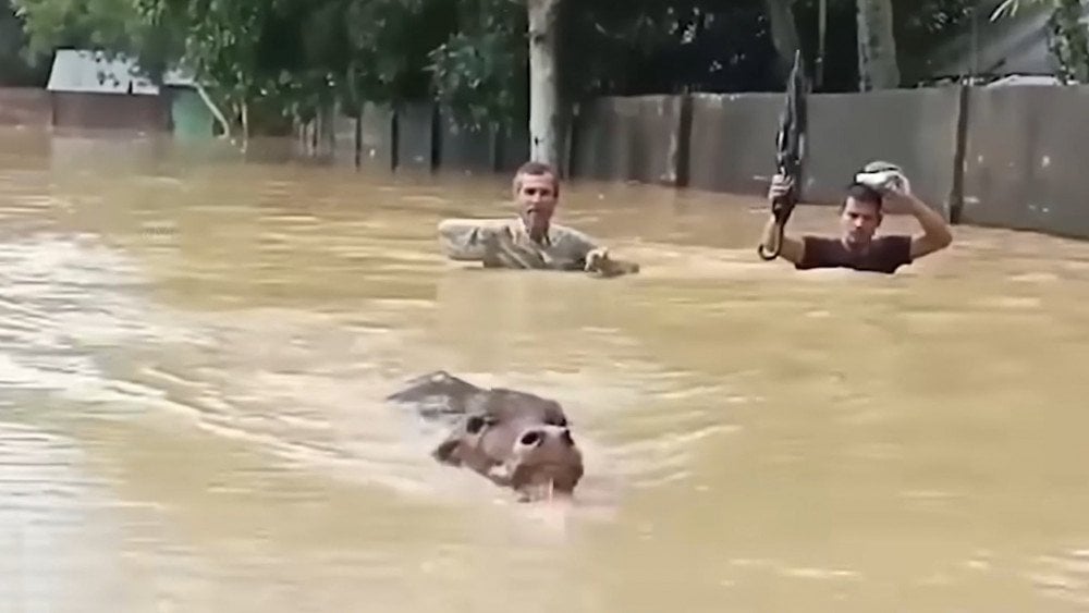 inundaciones en bangladesh, desastres naturales en bangladesh, fuertes lluvias en bangladesh