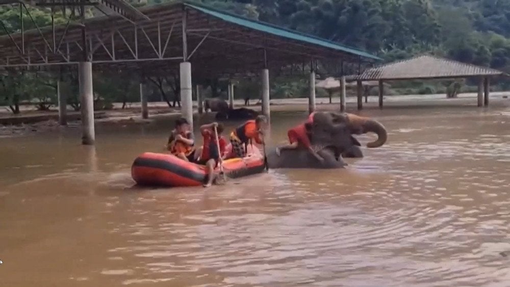 Volunteers and zoo staff rescuing elephants from the flooded sanctuary, Thailand