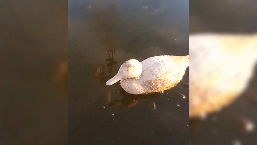 Frio anormal na Argentina, onda de frio na Argentina, animais morrem congelados devido ao frio extremo.