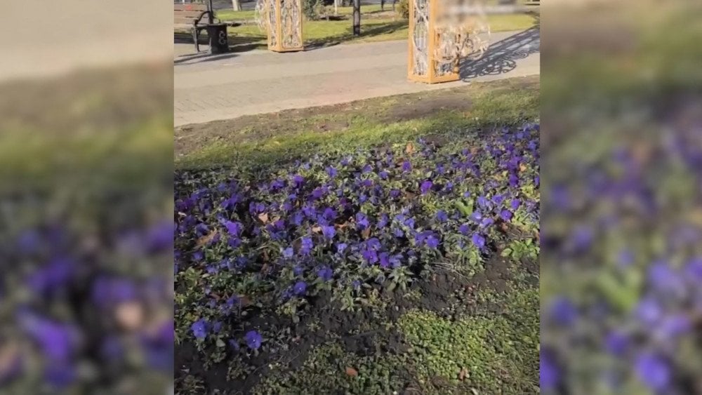 Anomalous warmth in Russia, Spring flowers blooming in January