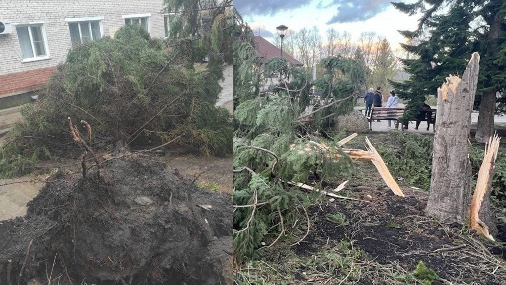 Fuertes vientos en Rusia, vientos huracanados en la región de Altai, árboles arrancados por el viento en Rusia