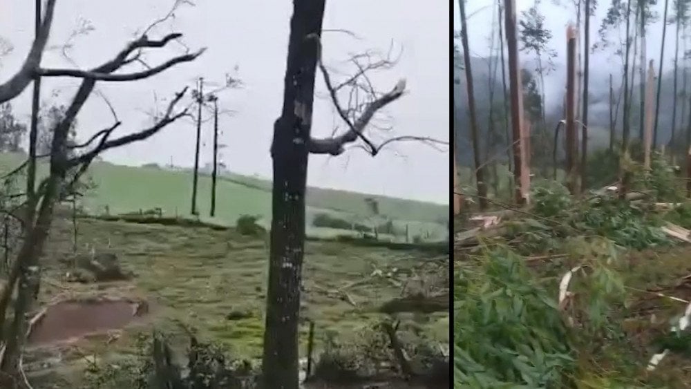 Tornado in Brazil, tornado snapped trees in Brazil