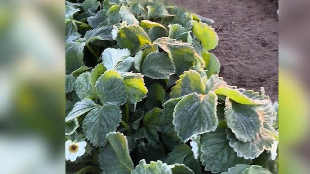 Frost in Ukraine, abnormal cold in Ukraine, frost destroyed crops in Ukraine