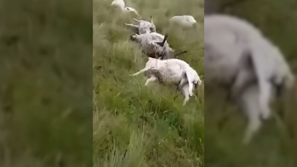 Lightning killed a flock of sheep in Russia, thunderstorm in Russia, lightning in Russia