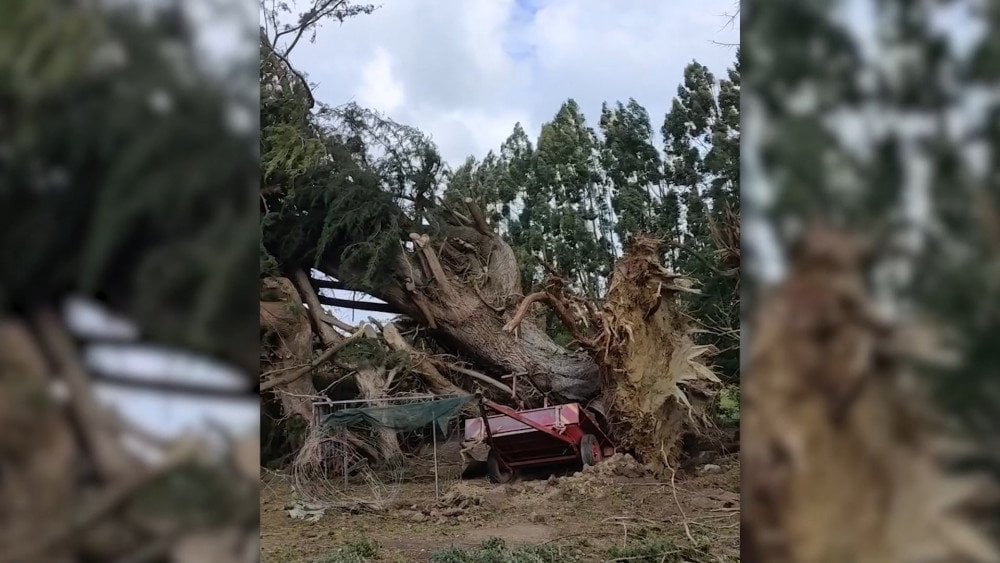 Storm in New Zealand, strong wind in New Zealand, trees downed by wind in New Zealand