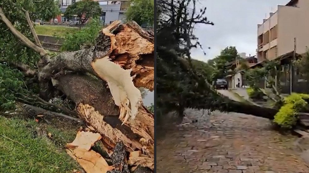 Storm in Brazil, strong wind in Brazil, trees knocked down by wind in Brazil
