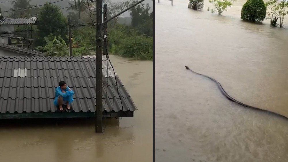 Наводнения в Таиланде, проливные дожди в Таиланде, ливень в Таиланде, змеи плавают по улице в Таиланде