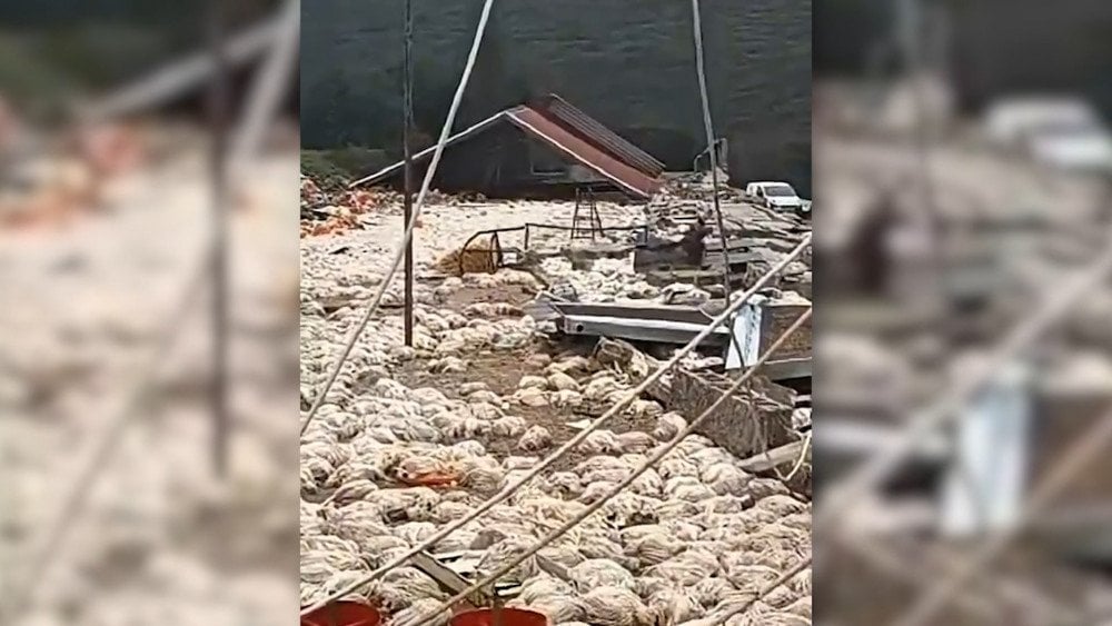 Tornado in Greece, tornado destroyed a poultry farm in Greece, Aftermath of the tornado in Greece